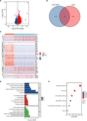 Establishment and validation of a novel prognostic model for lower-grade glioma based on senescence-related genes